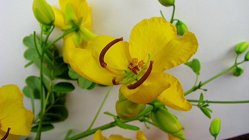 Senna pendula (Christmas Senna) (alternate view 9)
