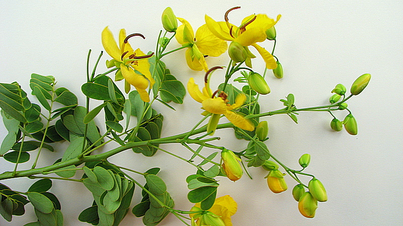 Senna pendula (Christmas Senna) (alternate view 10)