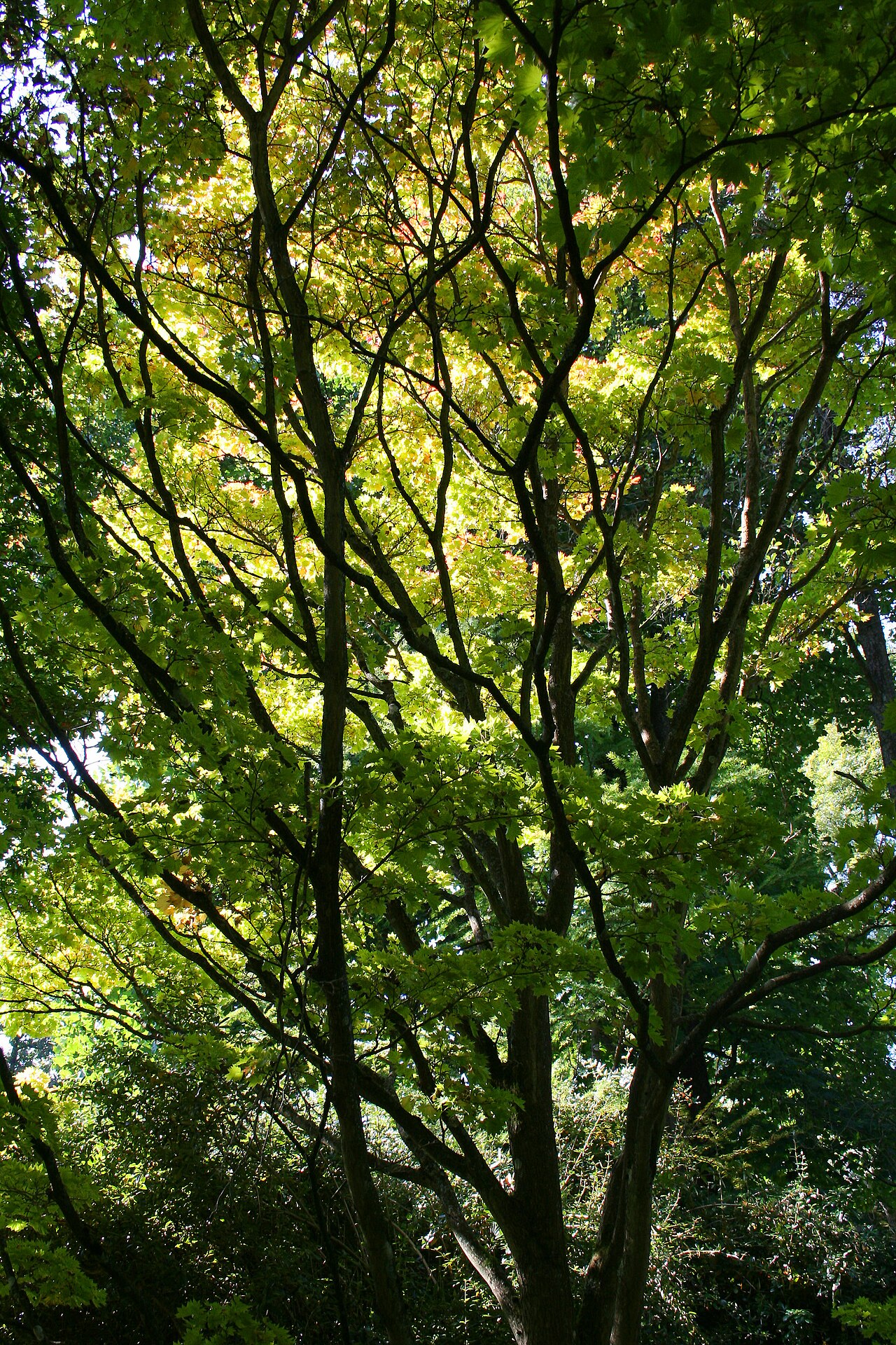Acer shirasawanum, Shirasawa maple — upright deciduous (Sapindaceae) (image 5 of 10)