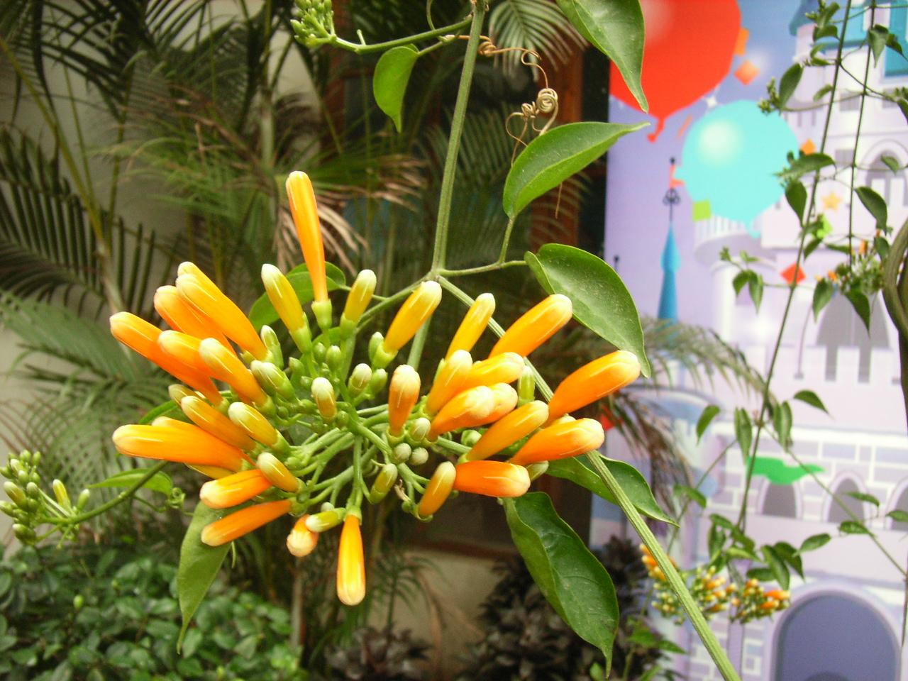 Pyrostegia venusta, Flame vine — climbing evergreen (Bignoniaceae) (image 6 of 10)