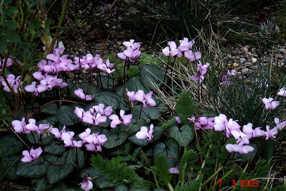 Cyclamen (Cyclamen) (alternate view 2)