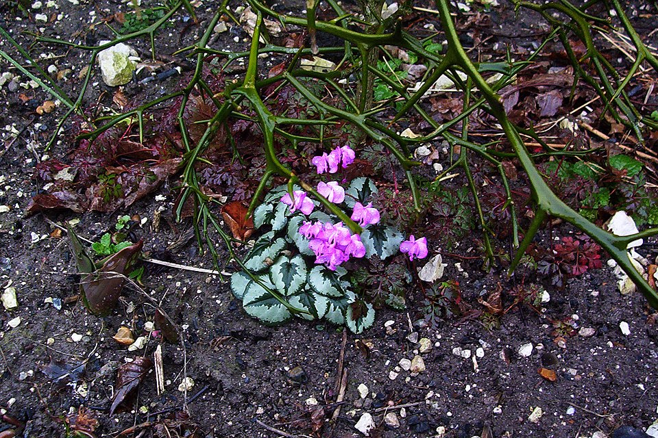 Cyclamen (Cyclamen) (alternate view 3)