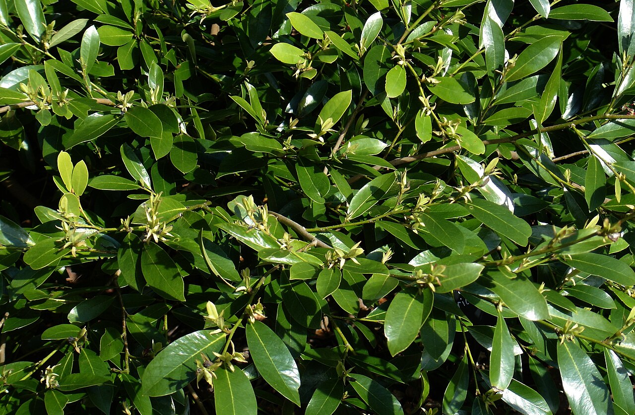 Distylium myricoides, Distylium — upright evergreen (Hamamelidaceae) (image 6 of 6)
