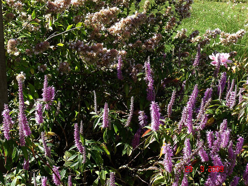 Elsholtzia stauntonii (alternate view 8)