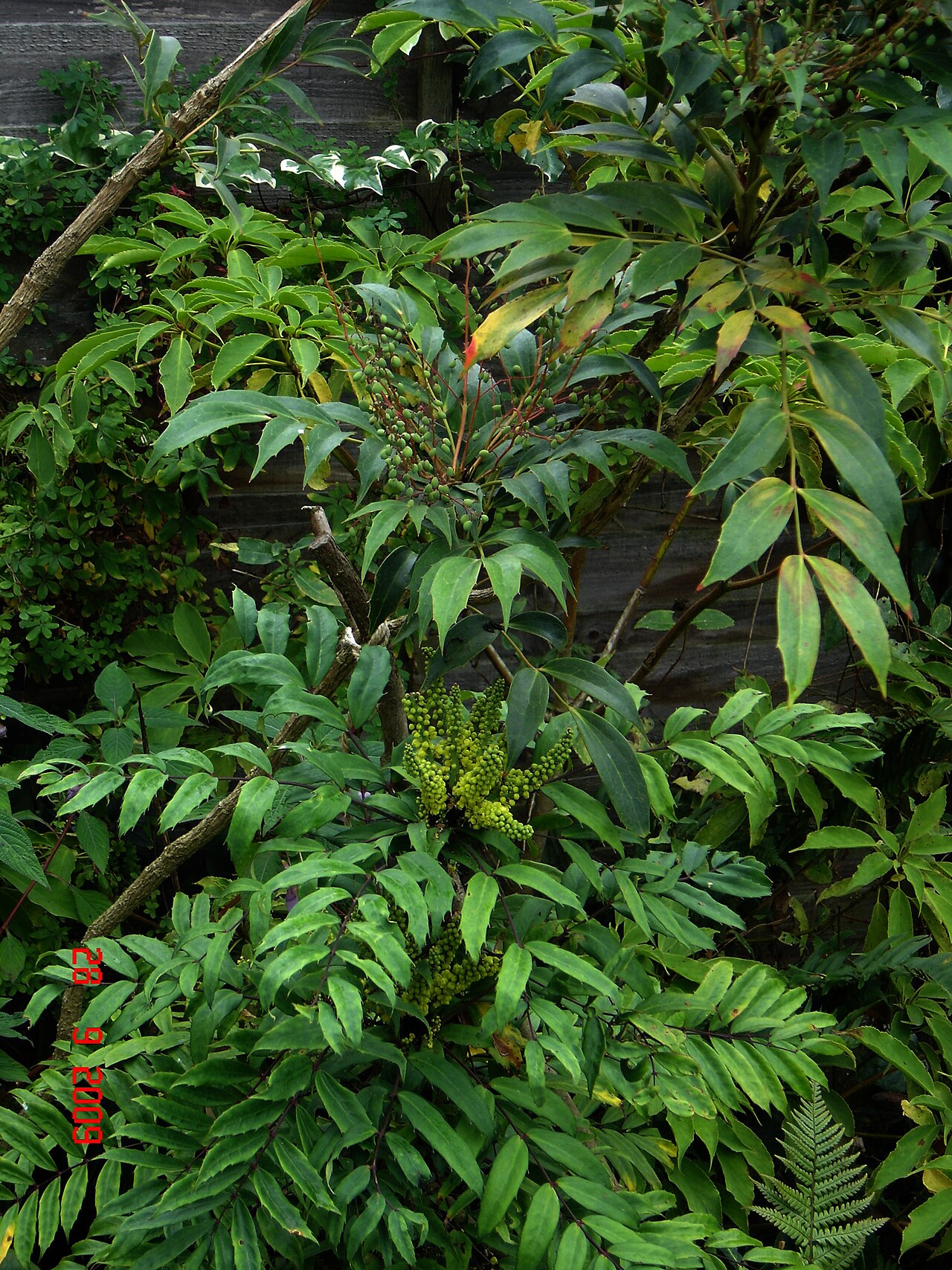 Mahonia fortunei, Chinese mahonia — upright evergreen (Berberidaceae) (image 6 of 8)