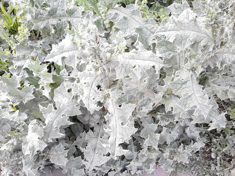 Carduus (plumeless thistles) (alternate view 2)