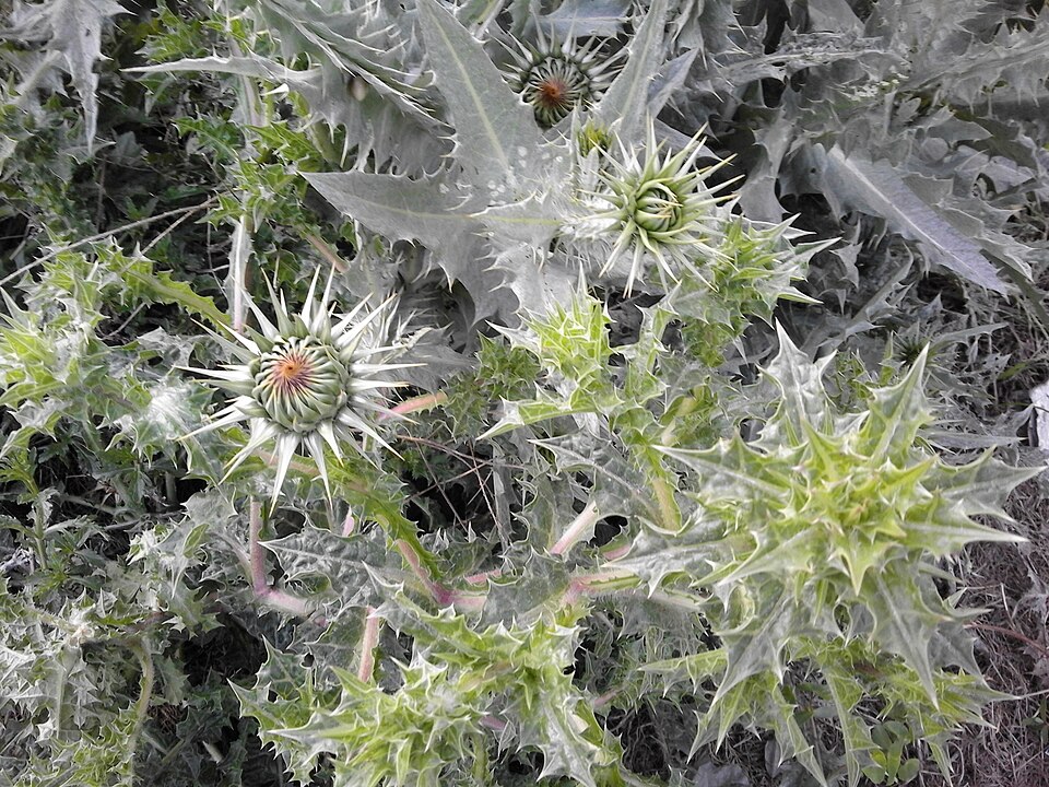 Carduus (plumeless thistles) (alternate view 3)