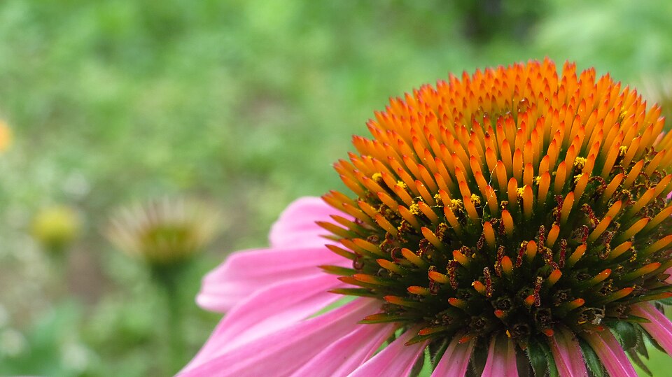 Echinacea (coneflowers) (alternate view 7)