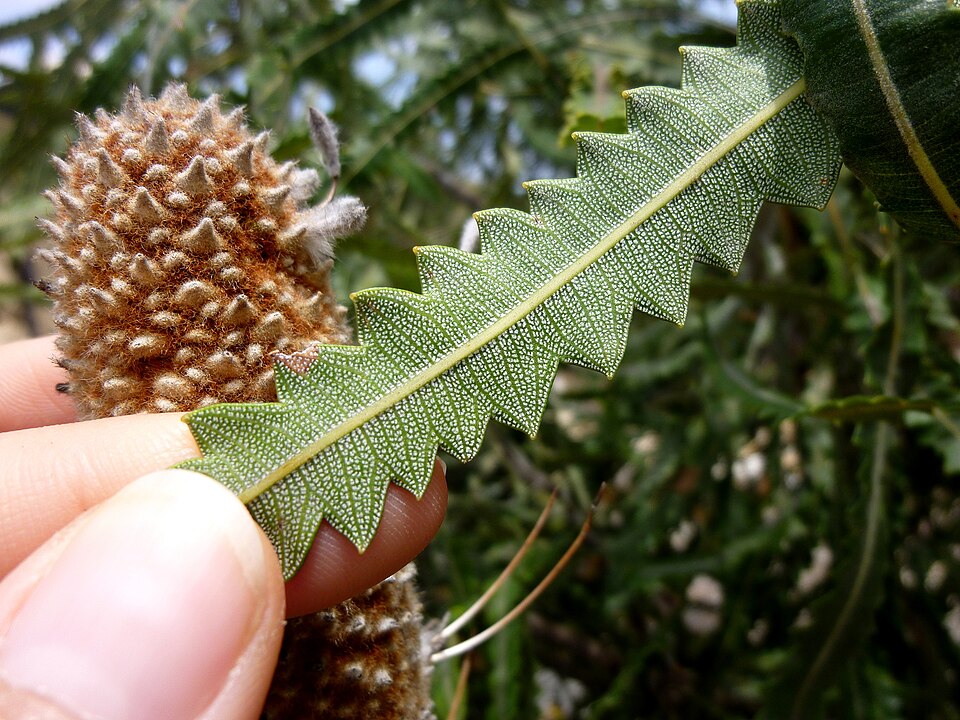 Banksia hookeriana (alternate view 4)