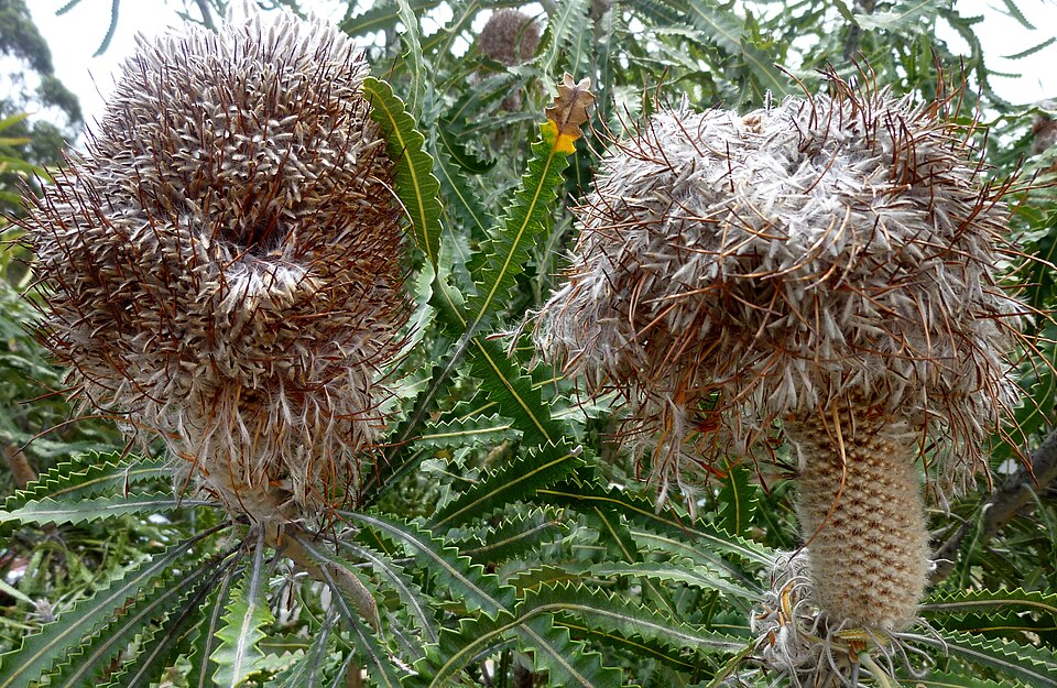 Banksia hookeriana (alternate view 5)