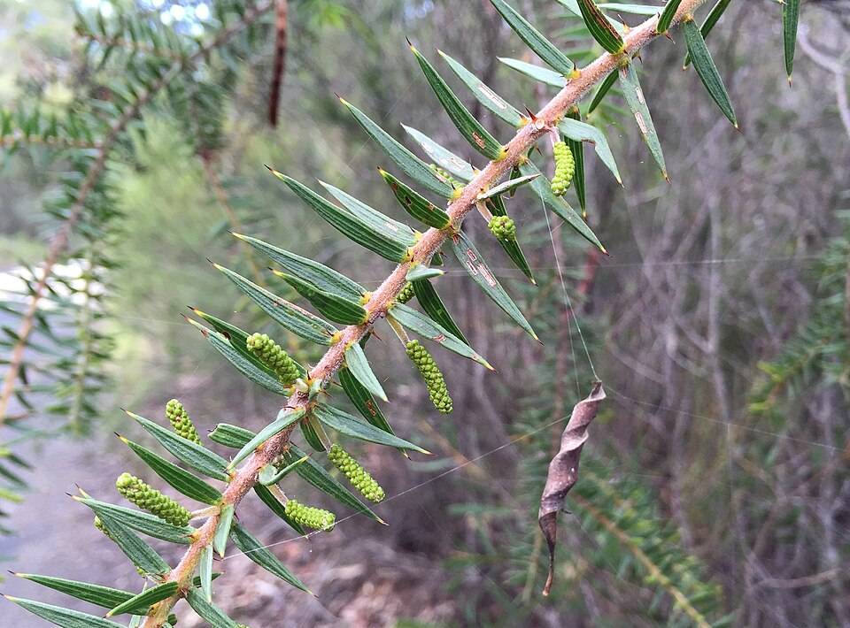 Acacia oxycedrus (Spike Wattle) (alternate view 9)