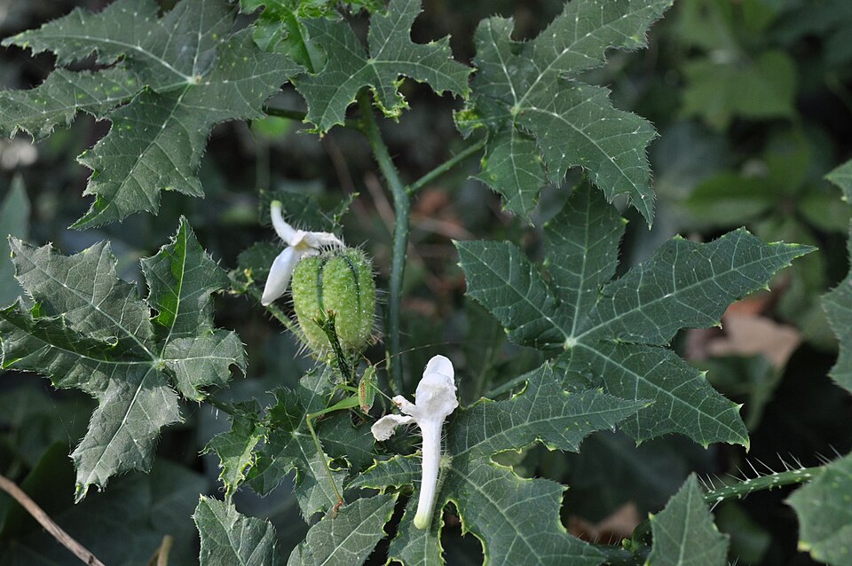 Cnidoscolus texanus (Texas Bull Nettle) (alternate view 7)