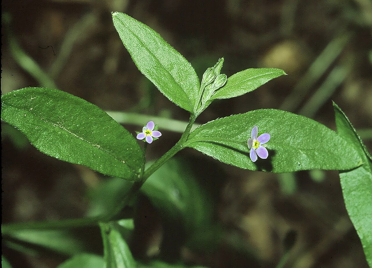 Omphalodes (navelwort)