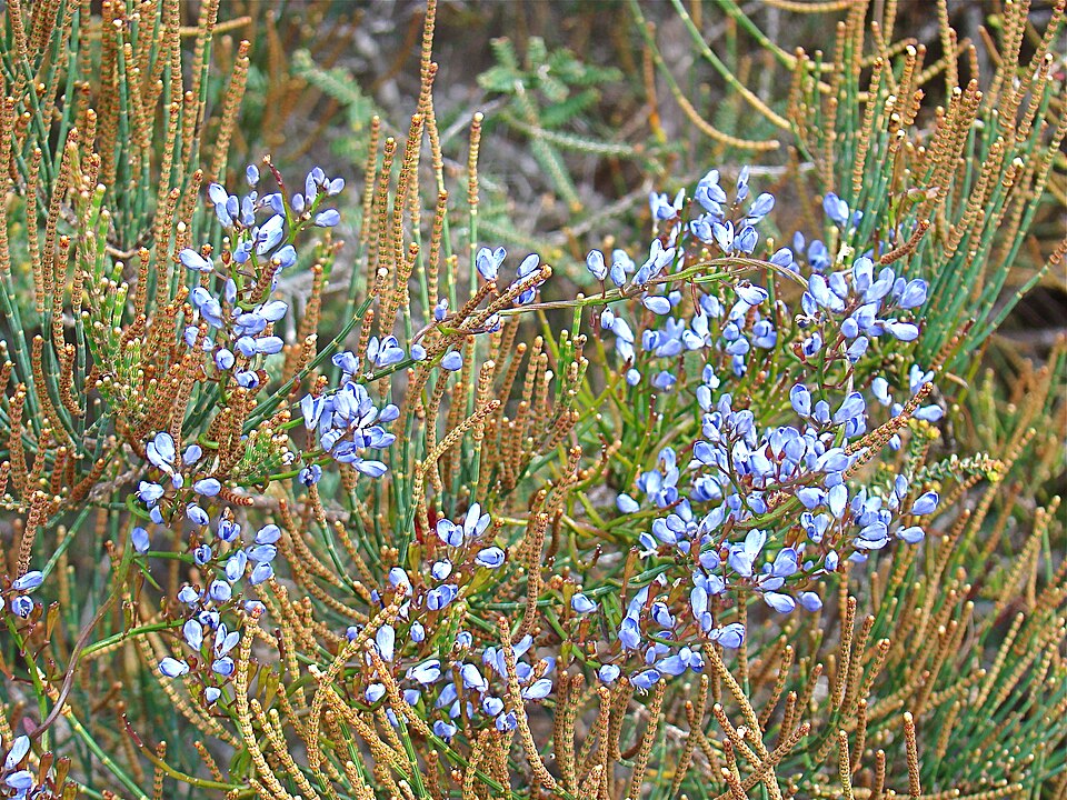 Comesperma volubile (Love Creeper) (alternate view 4)