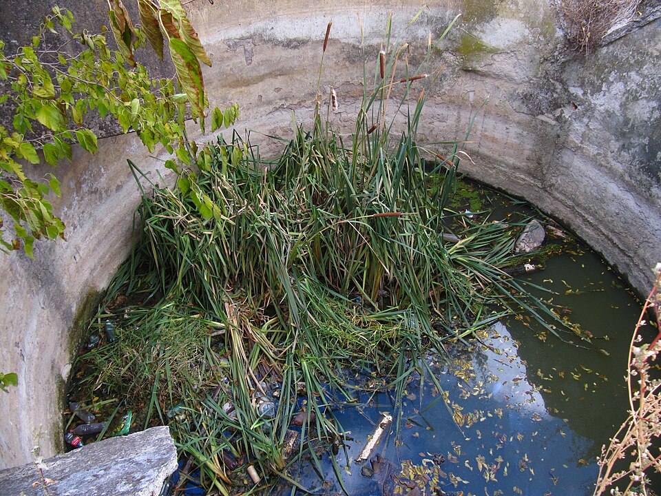 Scirpus (Scirpus Bulrushes) (alternate view 10)