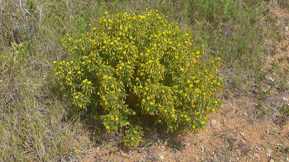Genista monspessulana (French broom) (alternate view 10)