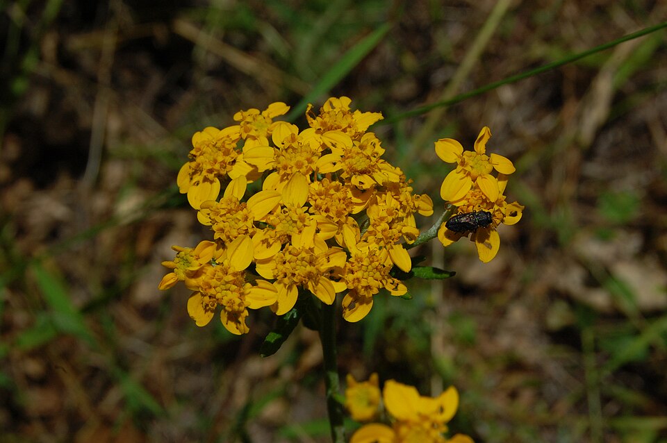 Eriophyllum confertiflorum (Golden Yarrow)