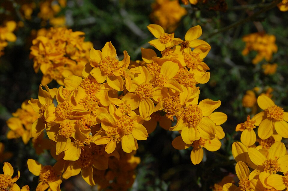 Eriophyllum confertiflorum (Golden Yarrow)