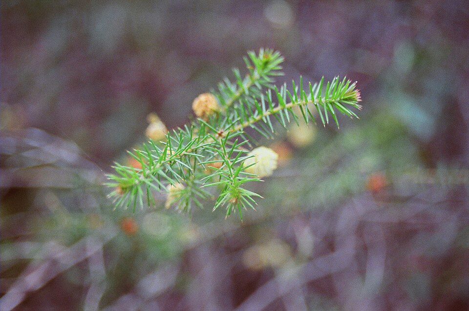 Acacia ulicifolia (juniper wattle) (alternate view 4)