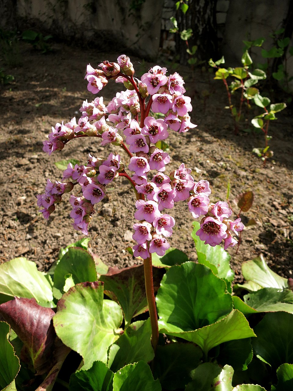 Bergenia (elephant-ears) (alternate view 5)
