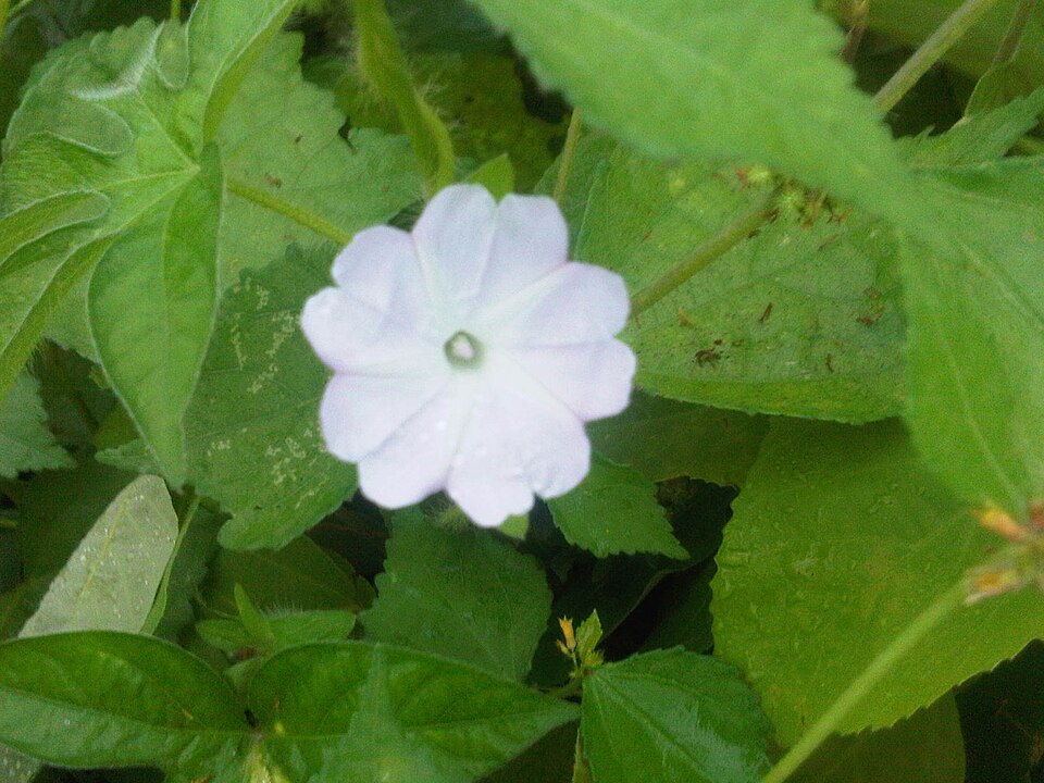 Nicotiana (tobaccos) (alternate view 3)
