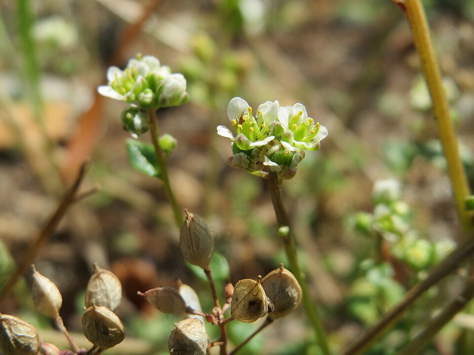 Cochlearia danica (Danish Scurvy-grass)