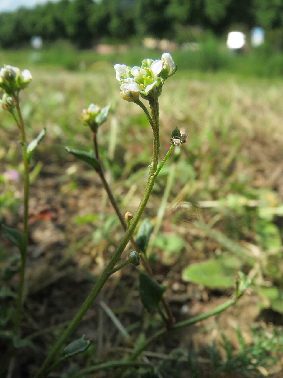 Cochlearia danica (Danish Scurvy-grass)