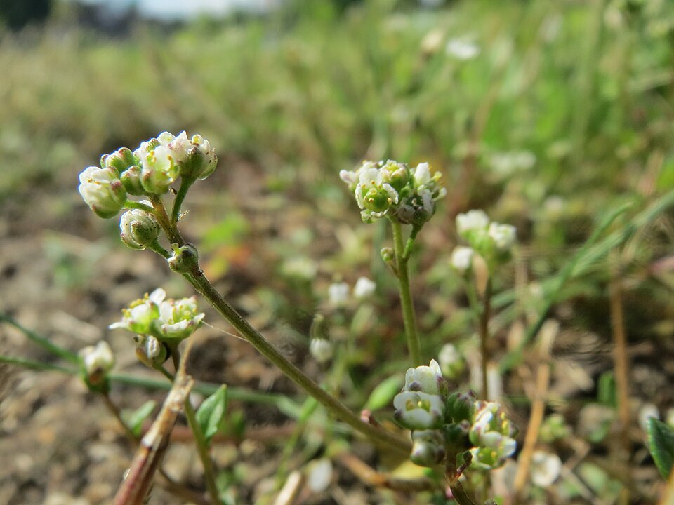Cochlearia danica (Danish Scurvy-grass)
