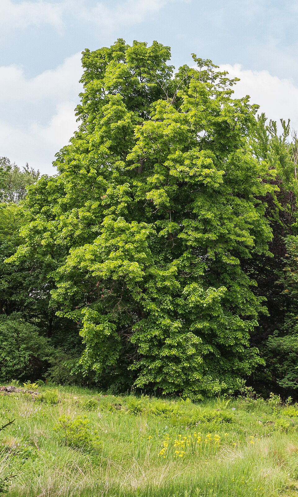 Tilia americana (basswood) (alternate view 7)