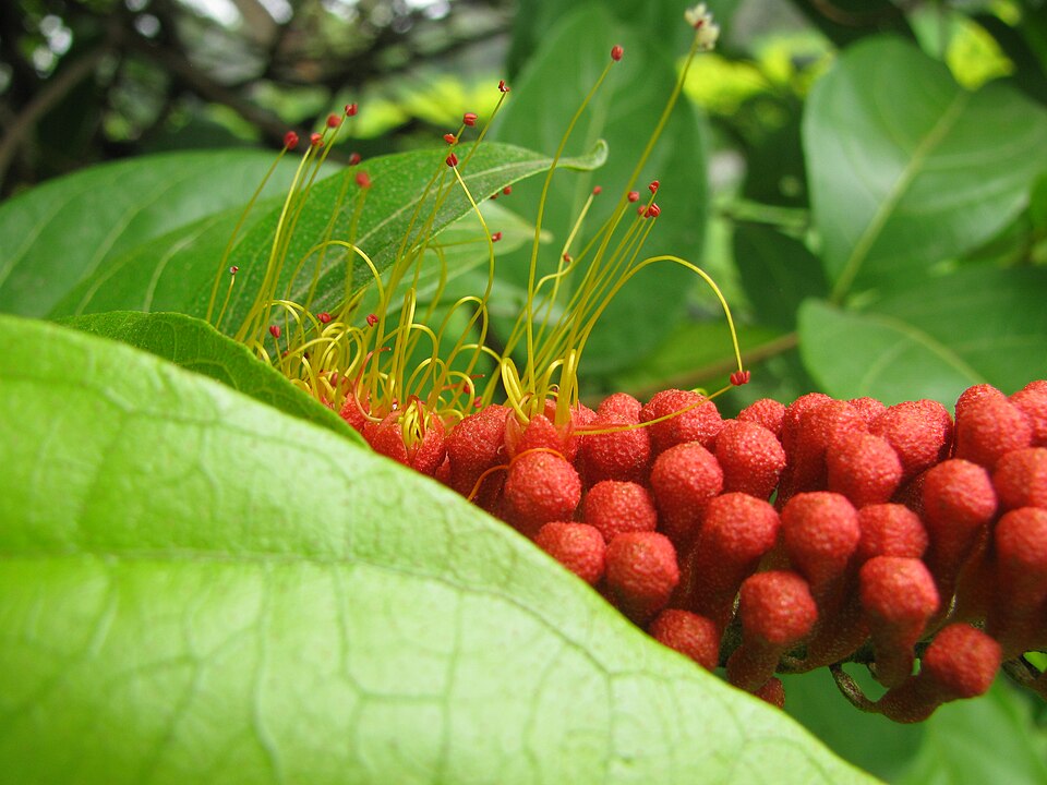 Combretum rotundifolium (Monkey's Brush Plant) (alternate view 5)