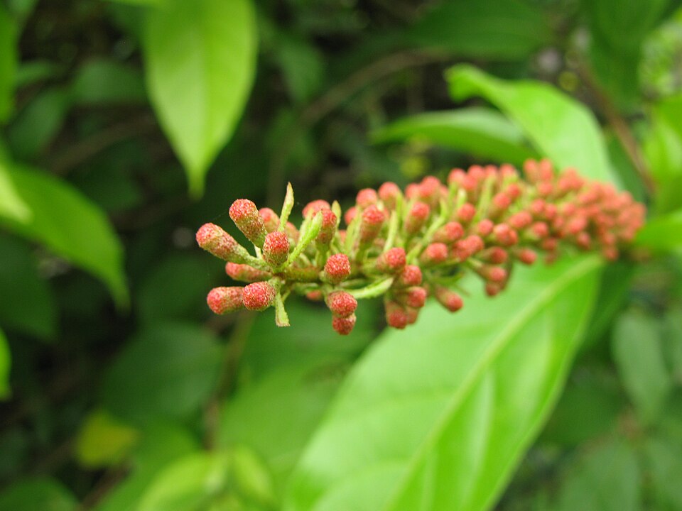 Combretum rotundifolium (Monkey's Brush Plant) (alternate view 6)