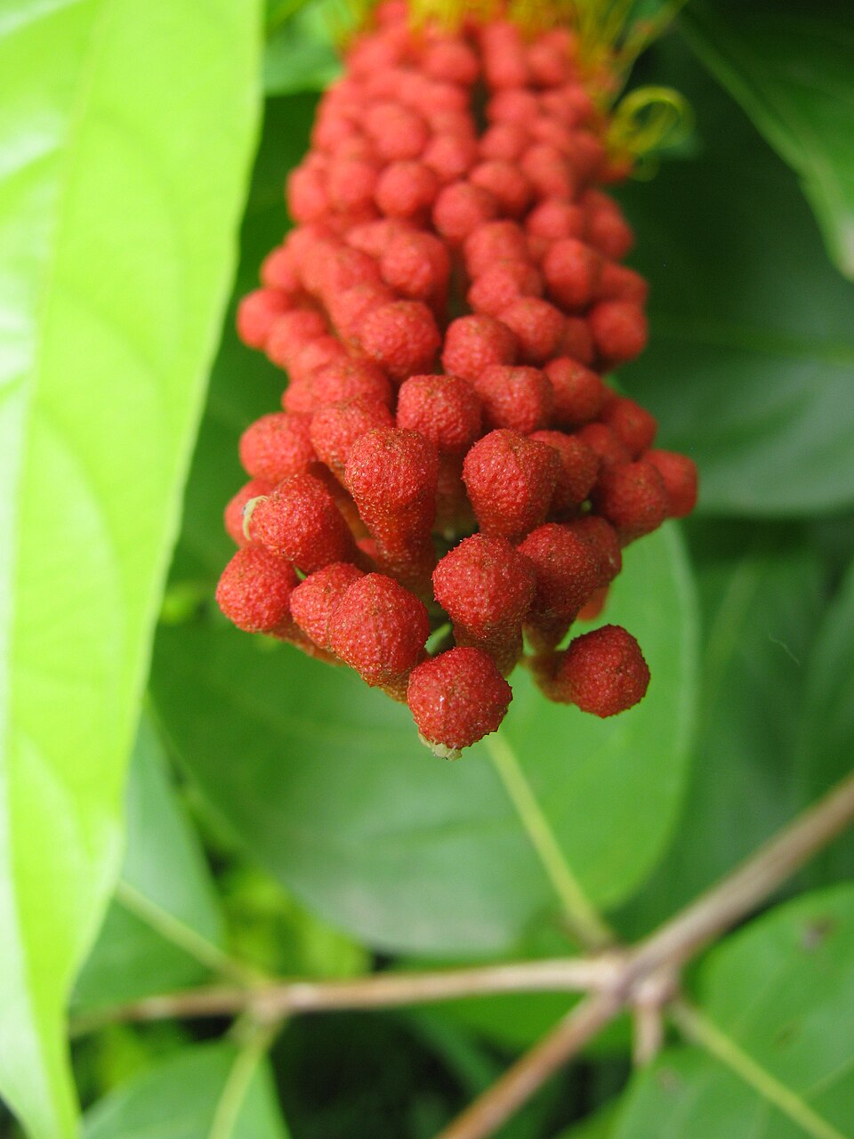 Combretum rotundifolium (Monkey's Brush Plant) (alternate view 7)