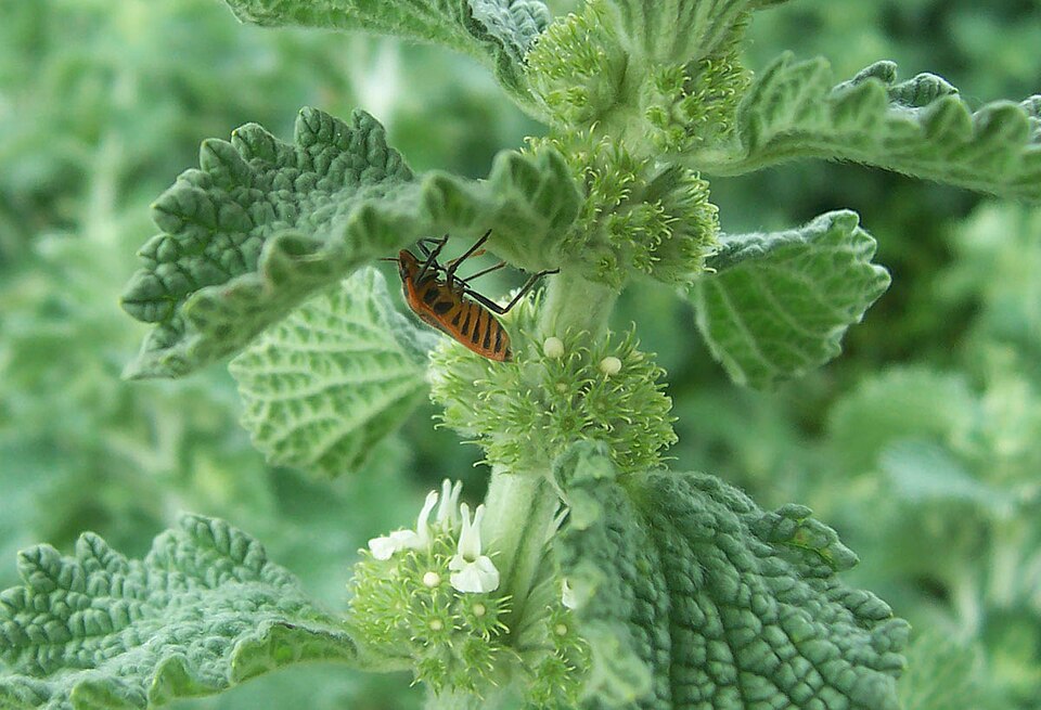 Marrubium vulgare (White Horehound)