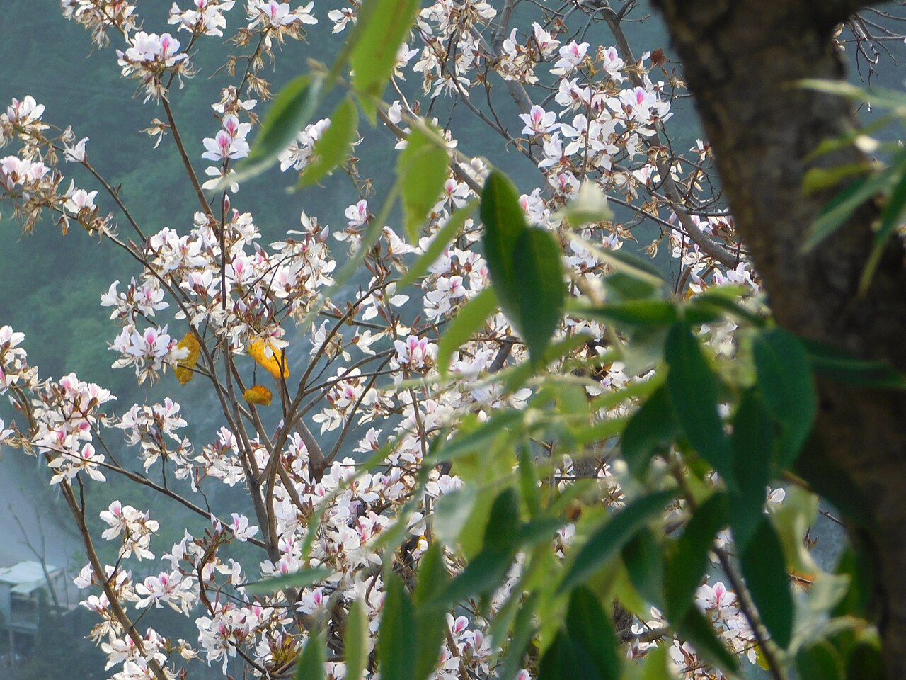 Bauhinia variegata, Orchid tree — spreading deciduous (Fabaceae) (image 8 of 10)