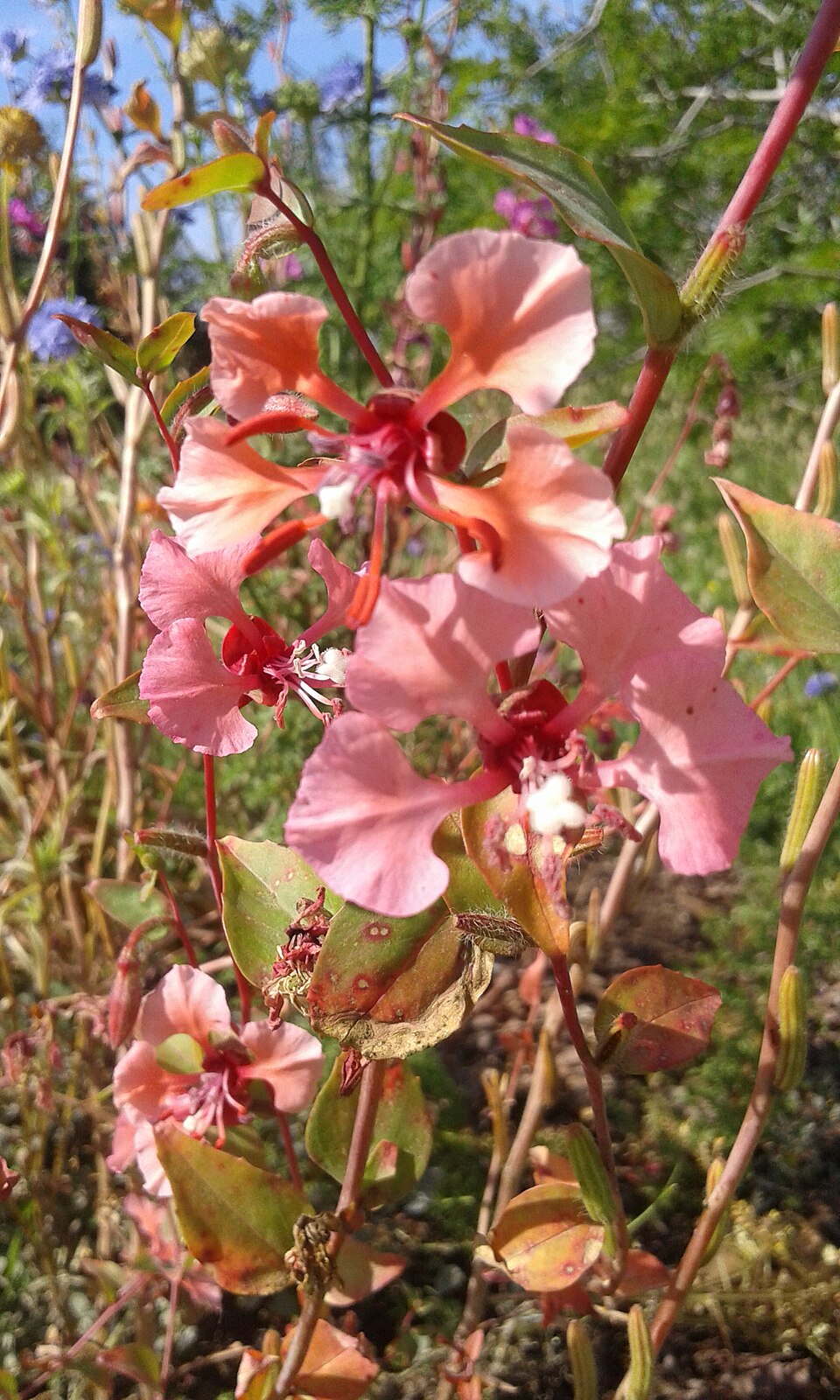 Clarkia unguiculata (Elegant Clarkia) (alternate view 8)