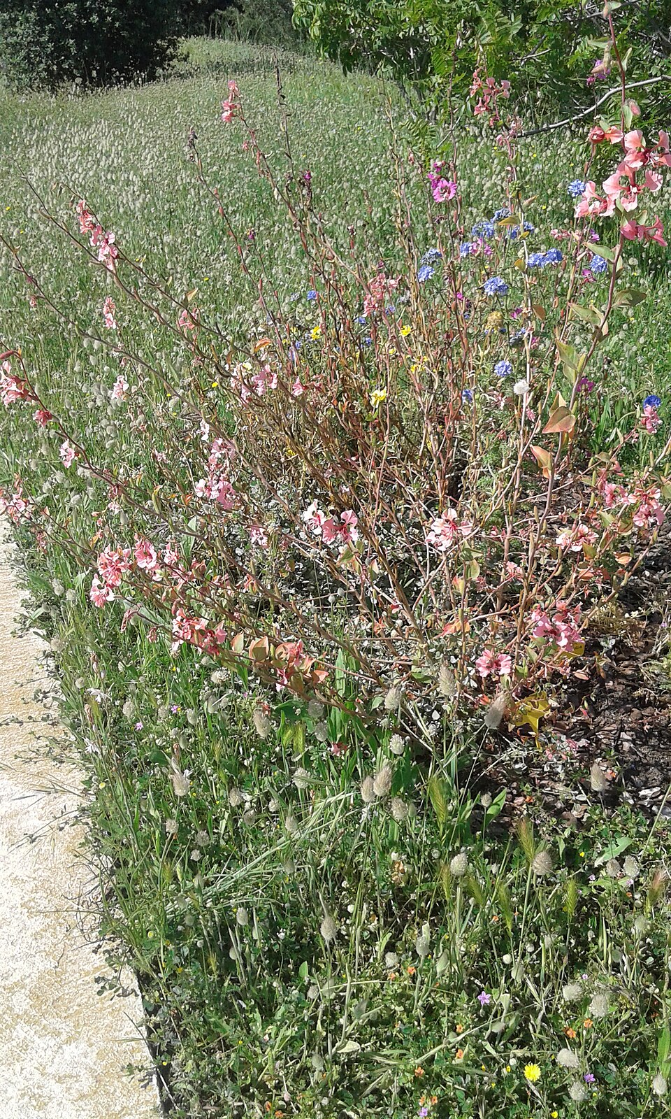 Clarkia unguiculata (Elegant Clarkia) (alternate view 9)
