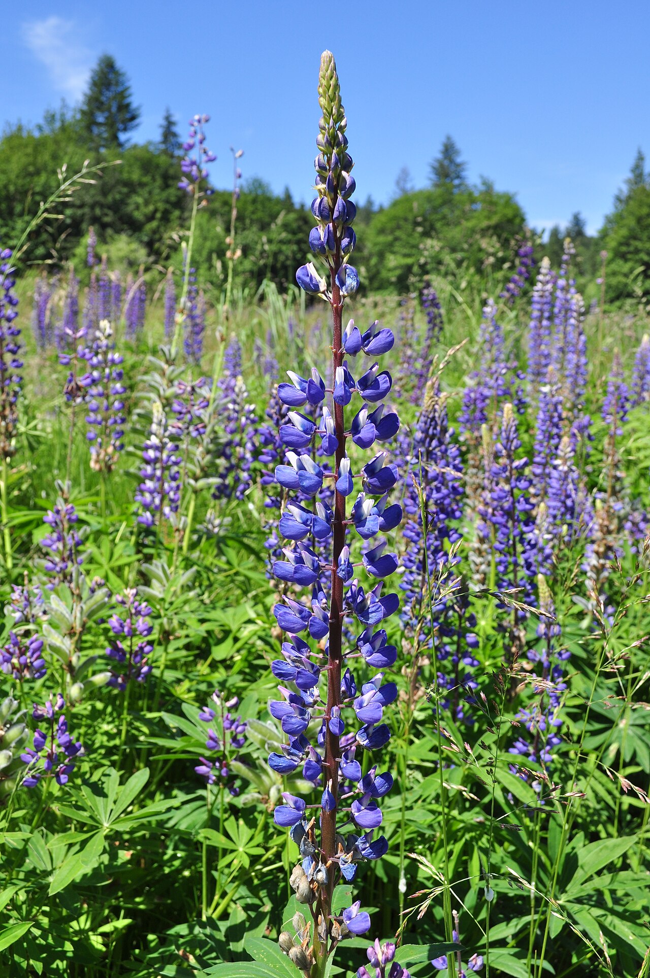 Lupinus polyphyllus (garden lupine)