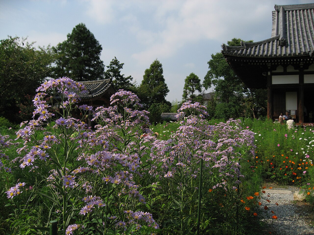 Aster tataricus, Tatarian aster — spreading deciduous (Asteraceae) (image 6 of 10)