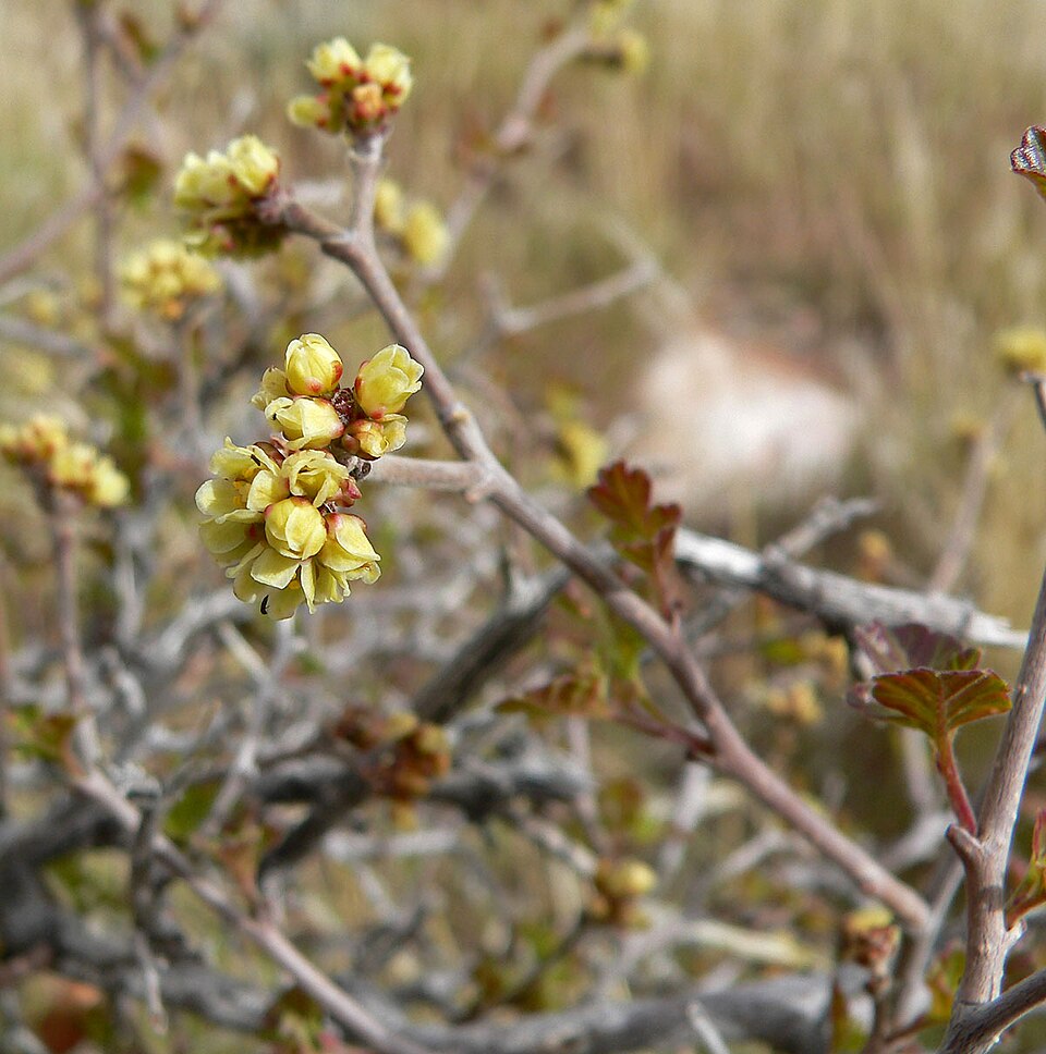 Rhus trilobata (Skunkbush Sumac) (alternate view 4)
