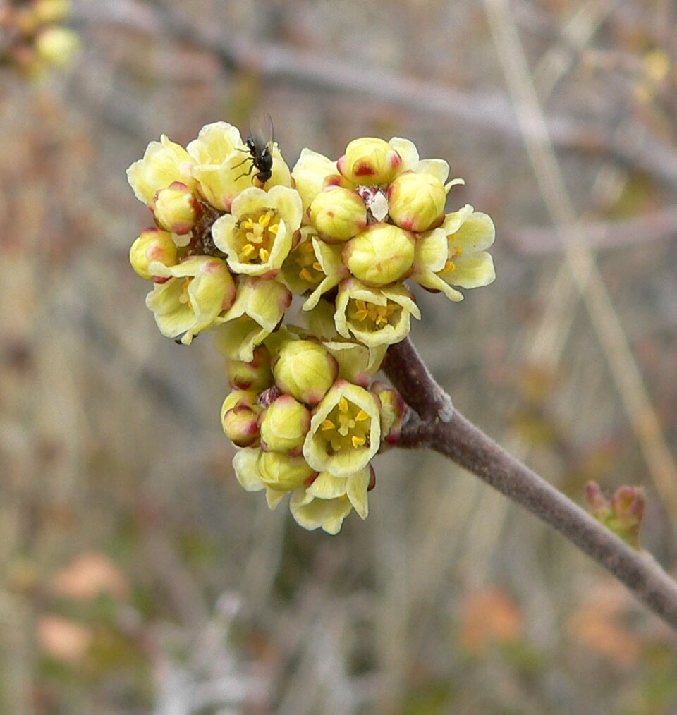 Rhus trilobata (Skunkbush Sumac) (alternate view 5)