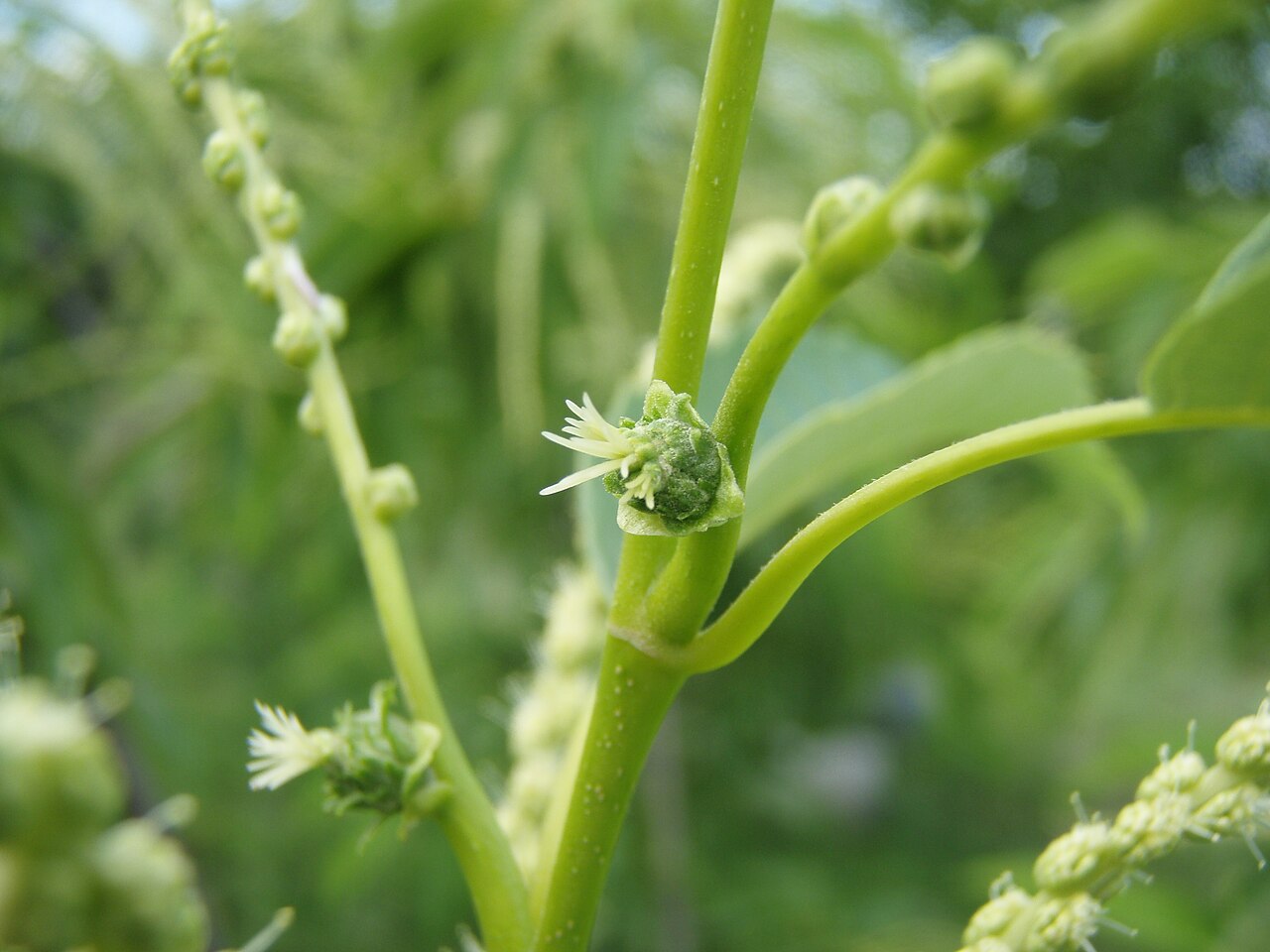 Castanea crenata, Japanese chestnut — spreading deciduous (Fagaceae) (image 4 of 10)