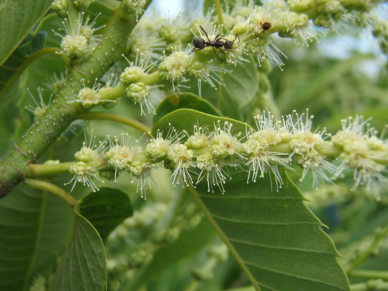 Castanea crenata, Japanese chestnut — spreading deciduous (Fagaceae) (image 5 of 10)