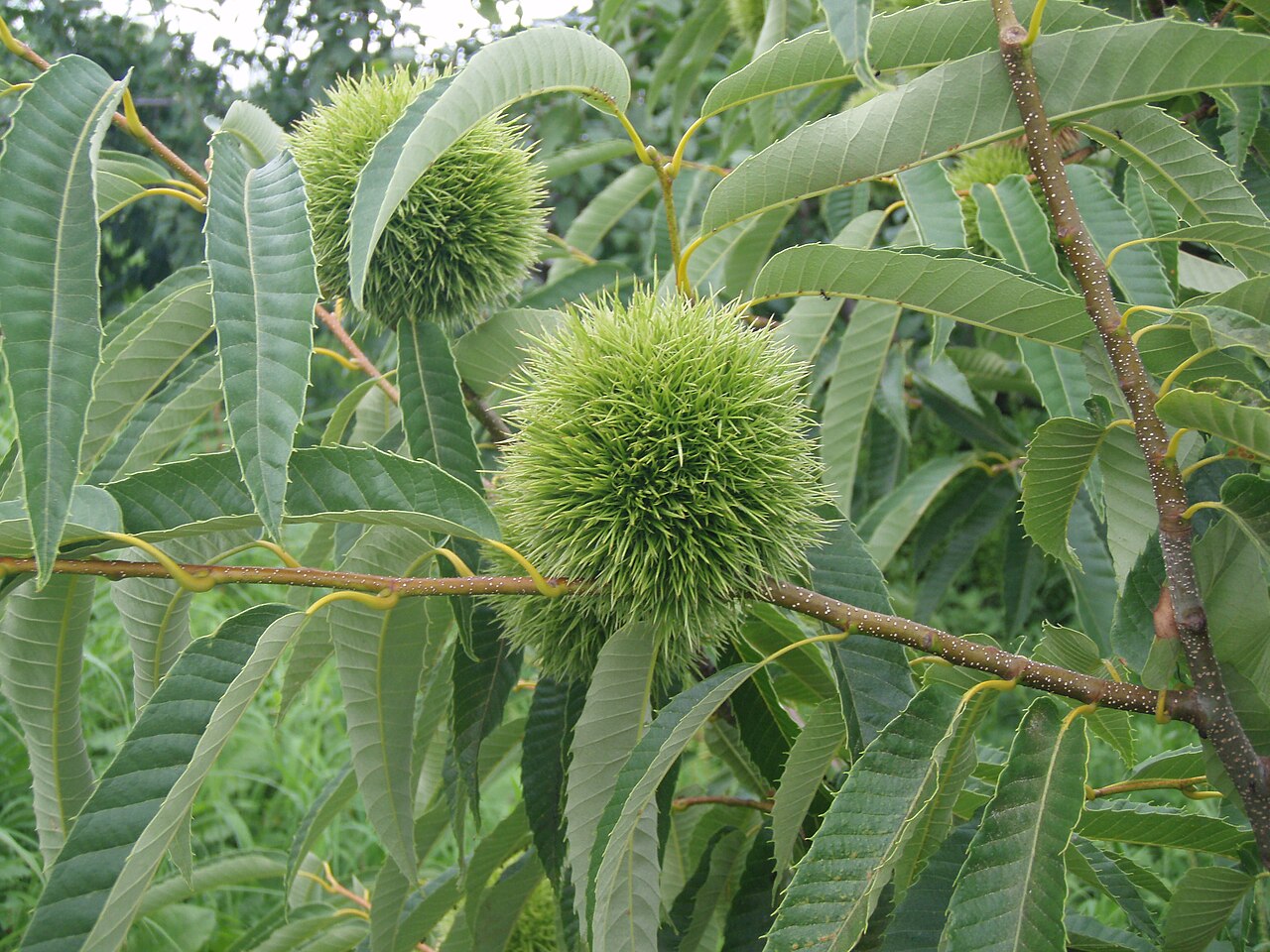 Castanea crenata, Japanese chestnut — spreading deciduous (Fagaceae) (image 6 of 10)