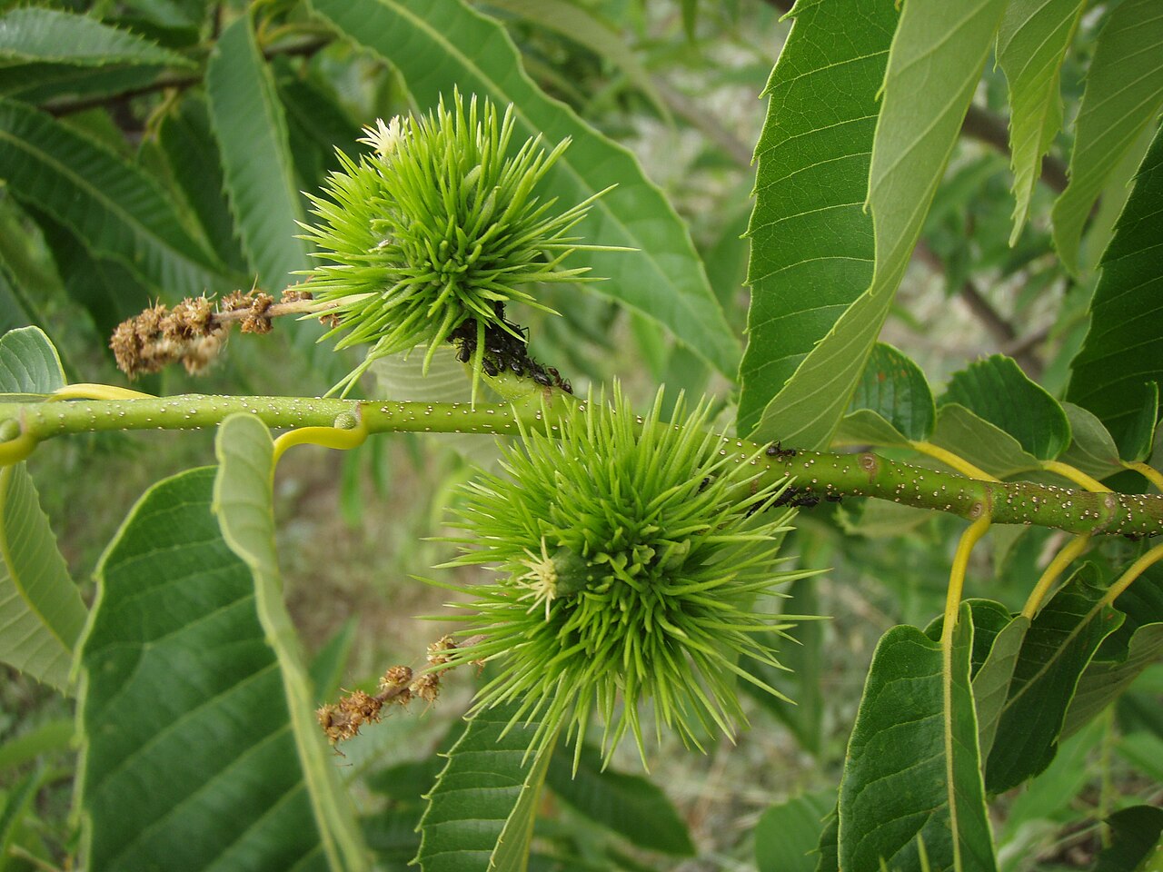 Castanea crenata, Japanese chestnut — spreading deciduous (Fagaceae) (image 7 of 10)