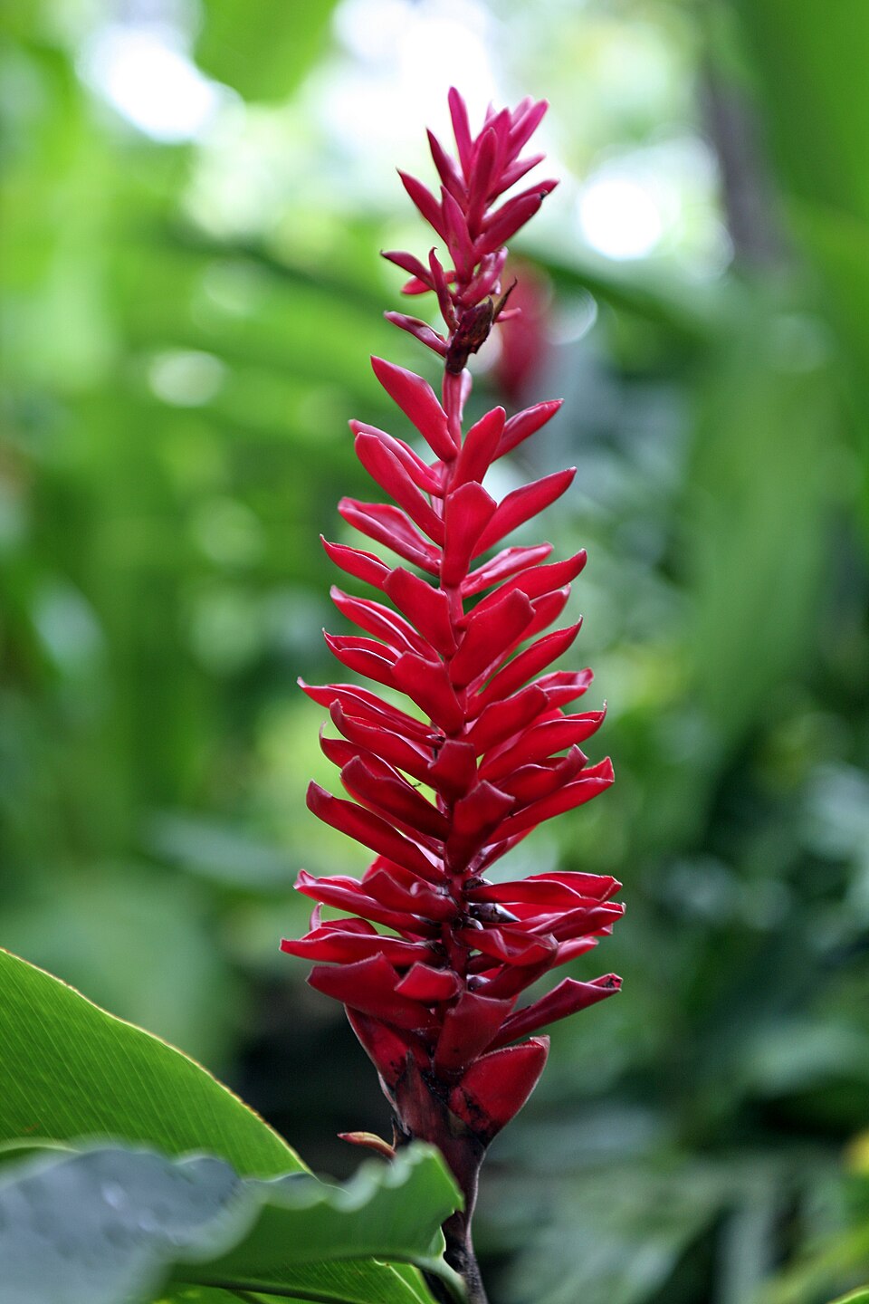 Alpinia purpurata (Red Ginger) (alternate view 10)