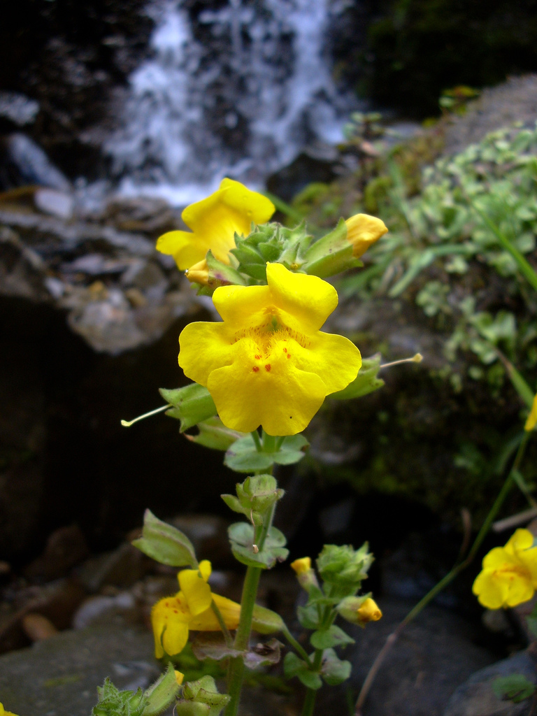 Erythranthe guttata (yellow monkey-flower) (alternate view 8)