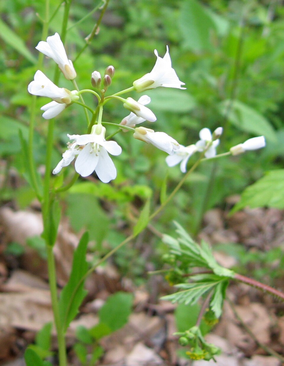 Cardamine bulbosa (bulbous cress) (alternate view 10)