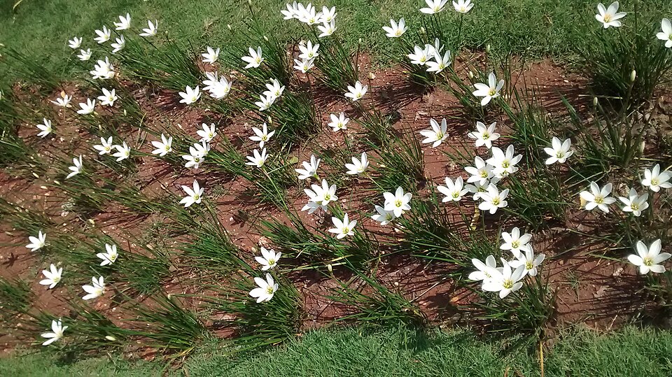 Zephyranthes (Rain lilies) (alternate view 4)