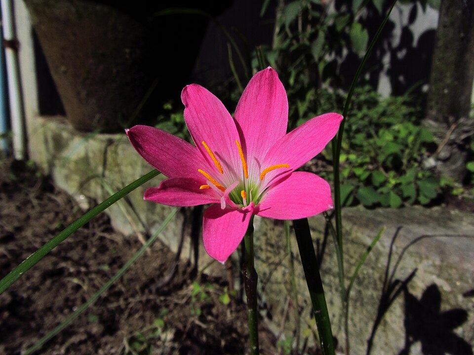 Zephyranthes (Rain lilies) (alternate view 5)