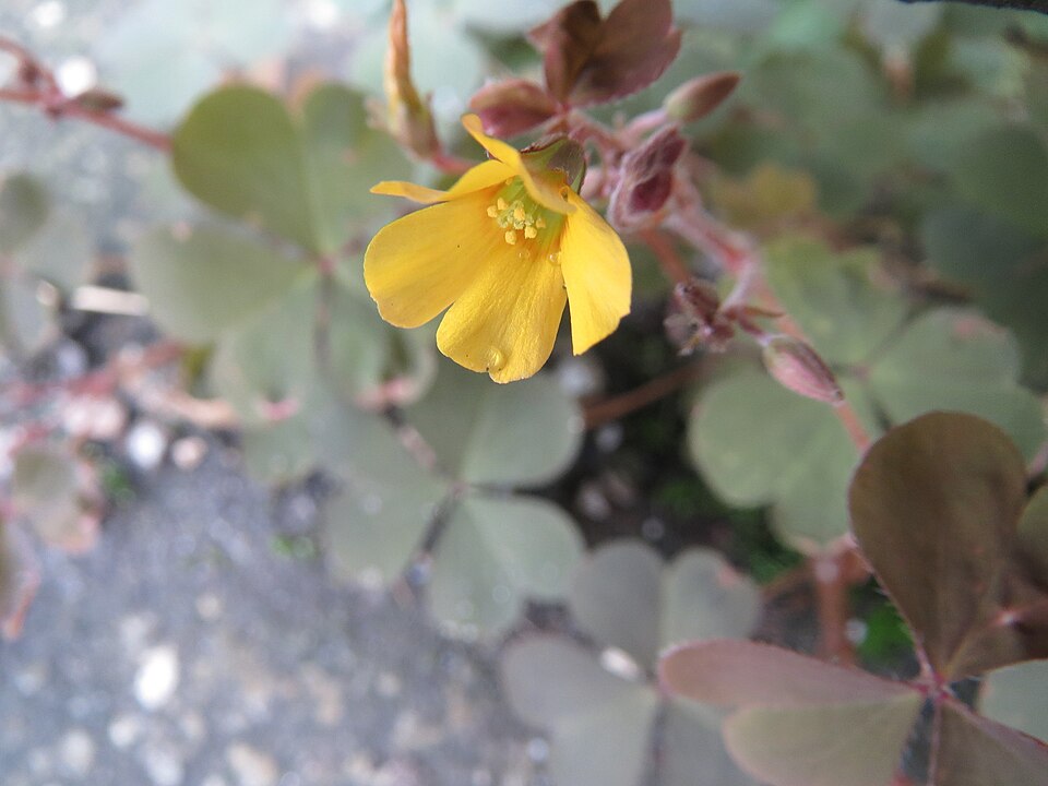 Oxalis corniculata (trailing yellow sorrel) (alternate view 7)